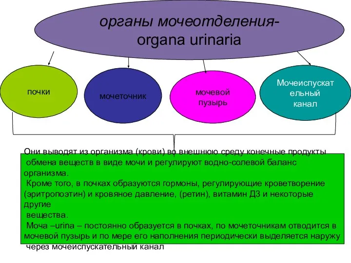 Они выводят из организма (крови) во внешнюю среду конечные продукты обмена веществ