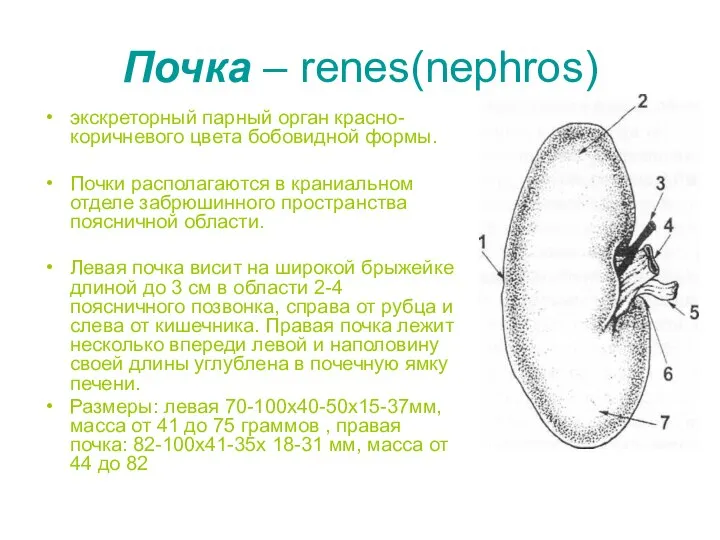 Почка – renes(nephros) экскреторный парный орган красно-коричневого цвета бобовидной формы. Почки располагаются
