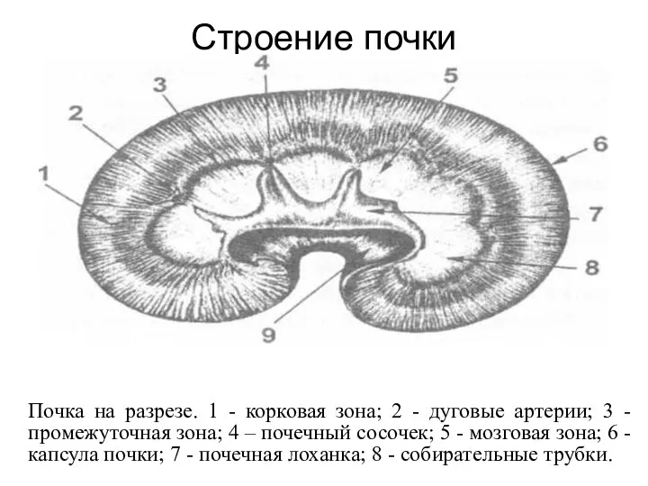 Строение почки