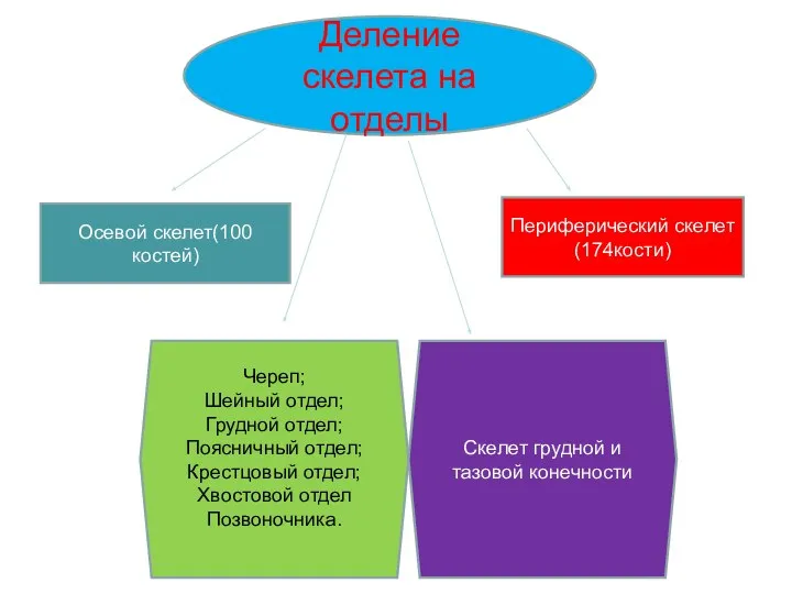 Деление скелета на отделы Осевой скелет(100 костей) Периферический скелет(174кости) Череп; Шейный отдел;