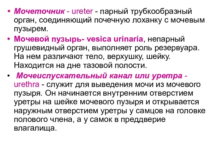 Мочеточник - ureter - парный трубкообразный орган, соединяющий почечную лоханку с мочевым