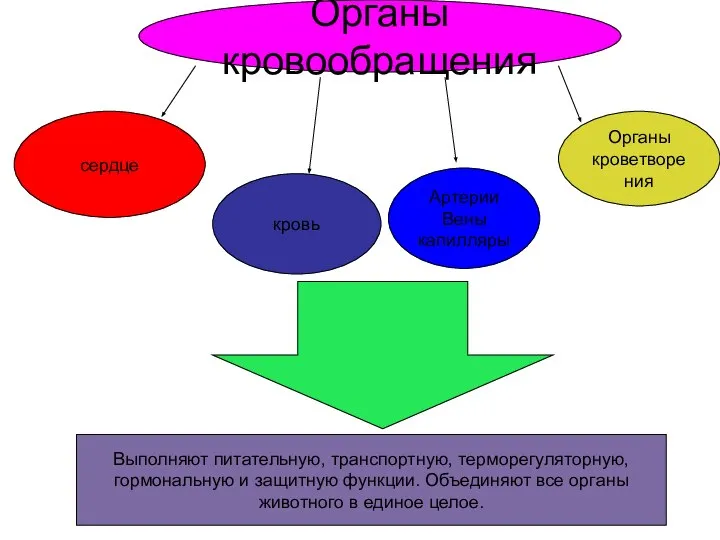 Органы кровообращения сердце Артерии Вены капилляры кровь Органы кроветворения Выполняют питательную, транспортную,