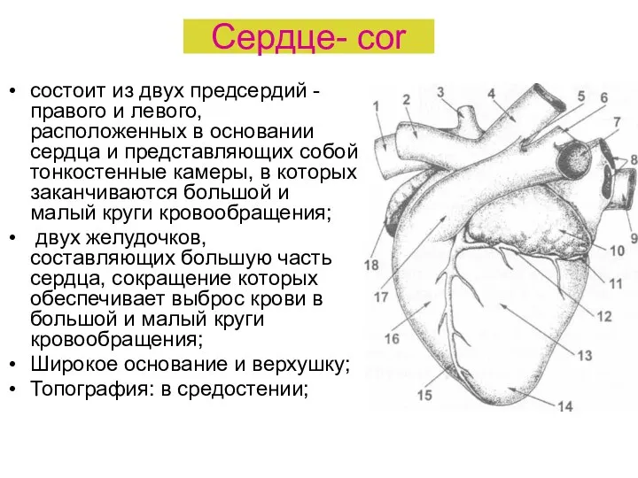 Сердце- cor состоит из двух предсердий - правого и левого, расположенных в