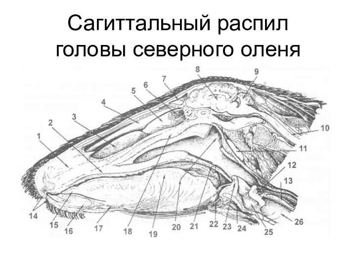 Сагиттальный распил головы северного оленя