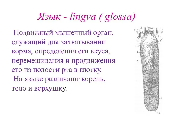 Язык - lingva ( glossa) Подвижный мышечный орган, служащий для захватывания корма,