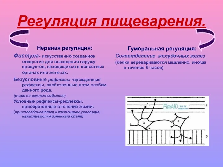 Регуляция пищеварения. Нервная регуляция: Фистула- искусственно созданное отверстие для выведения наружу продуктов,