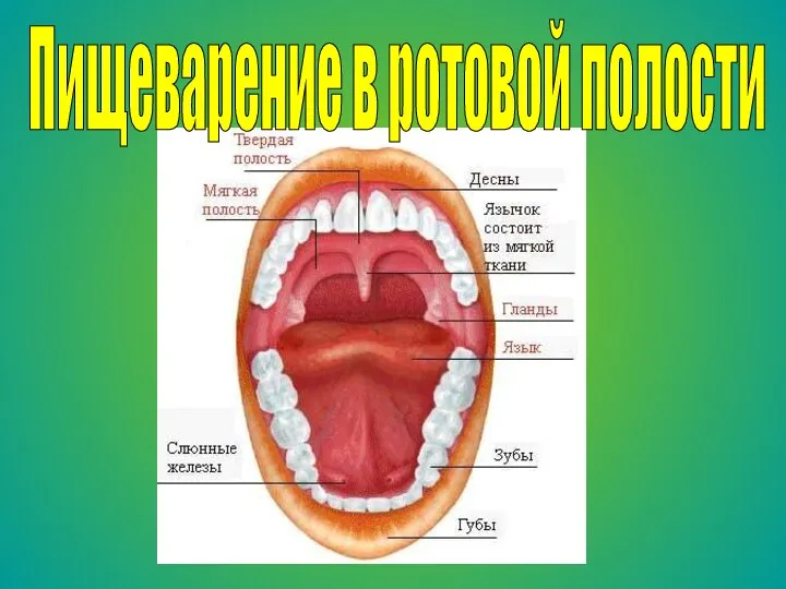 Пищеварение в ротовой полости