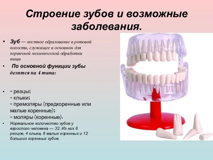 Строение зубов и возможные заболевания. Зуб — костное образование в ротовой полости,