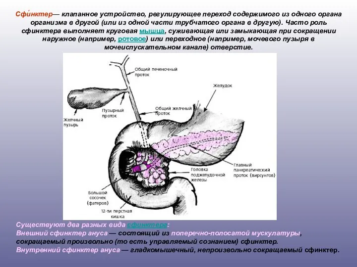 Сфи́нктер— клапанное устройство, регулирующее переход содержимого из одного органа организма в другой