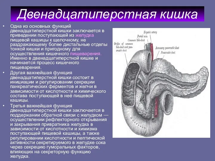 Двенадцатиперстная кишка Одна из основных функций двенадцатиперстной кишки заключается в приведении поступающей