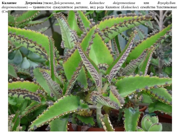 Каланхое Дегремо́на (также Дайгремонта, лат. Kalanchoe daigremontiana или Bryophyllum daigremontianum) — травянистое