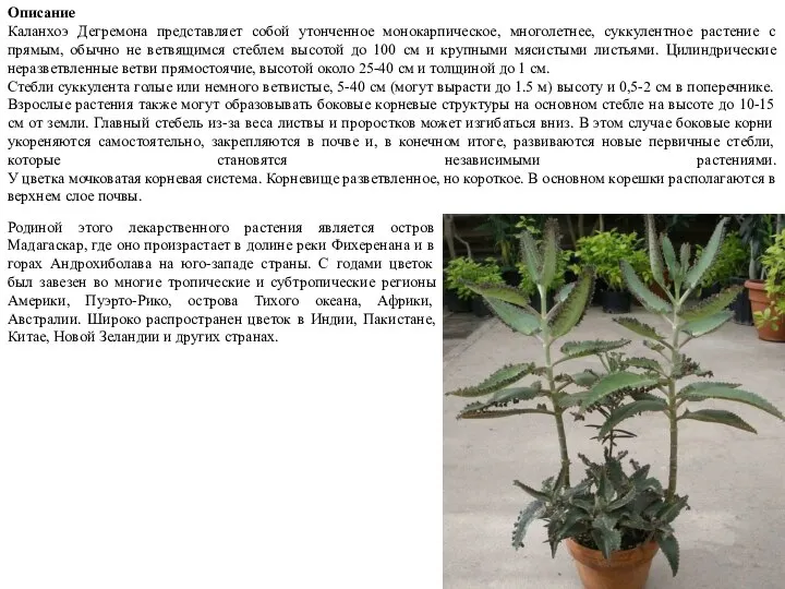 Описание Каланхоэ Дегремона представляет собой утонченное монокарпическое, многолетнее, суккулентное растение с прямым,
