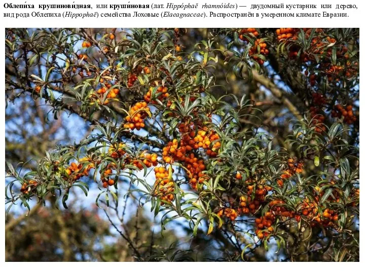 Облепи́ха крушинови́дная, или круши́новая (лат. Hippóphaë rhamnóides) — двудомный кустарник или дерево,