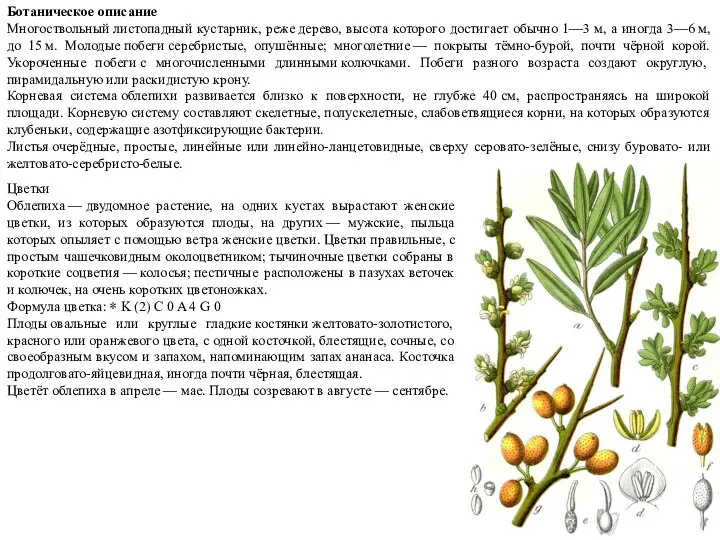 Ботаническое описание Многоствольный листопадный кустарник, реже дерево, высота которого достигает обычно 1—3