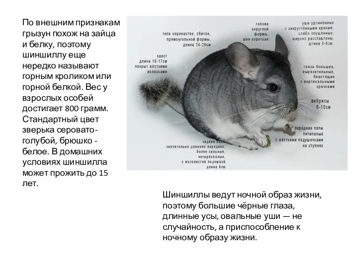 По внешним признакам грызун похож на зайца и белку, поэтому шиншиллу еще