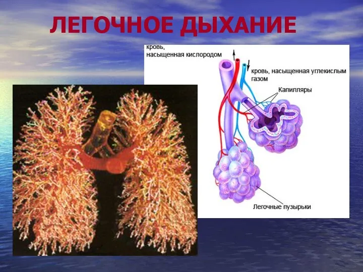 ЛЕГОЧНОЕ ДЫХАНИЕ