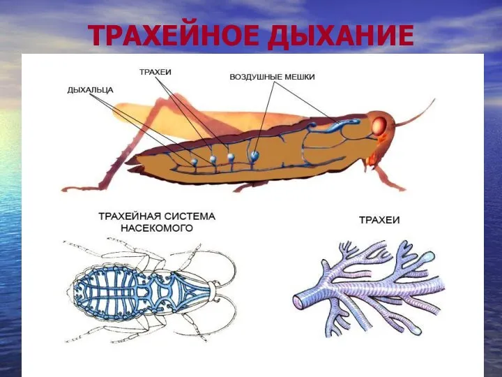 ТРАХЕЙНОЕ ДЫХАНИЕ