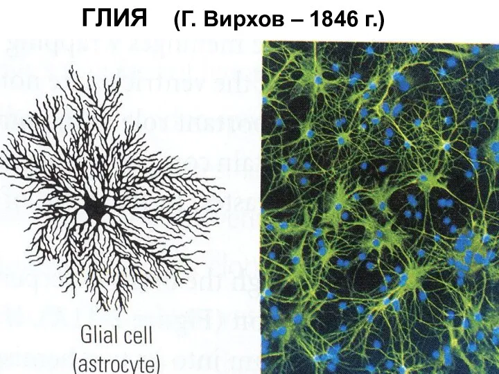 ГЛИЯ (Г. Вирхов – 1846 г.)