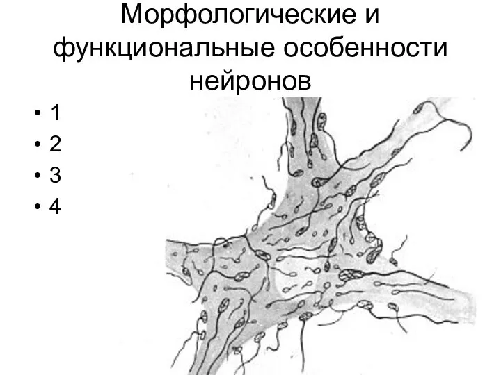 Морфологические и функциональные особенности нейронов 1 2 3 4