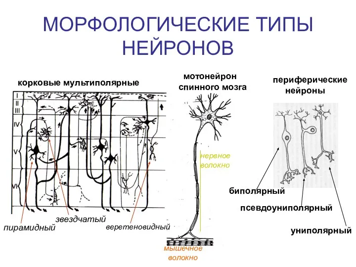 МОРФОЛОГИЧЕСКИЕ ТИПЫ НЕЙРОНОВ корковые мультиполярные мотонейрон спинного мозга периферические нейроны биполярный псевдоуниполярный