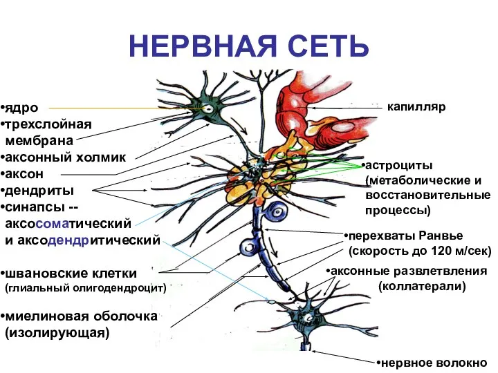 НЕРВНАЯ СЕТЬ ядро трехслойная мембрана аксонный холмик аксон дендриты синапсы -- аксосоматический