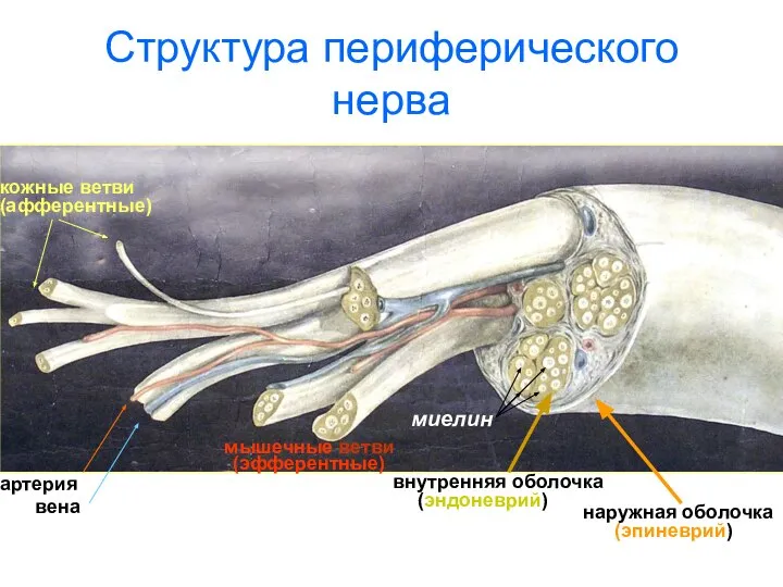 Структура периферического нерва артерия вена наружная оболочка (эпиневрий) кожные ветви (афферентные) мышечные