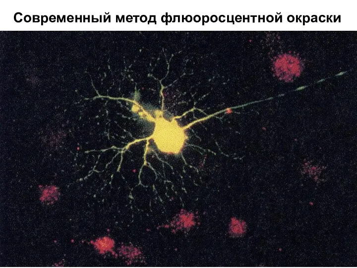 Современный метод флюоросцентной окраски