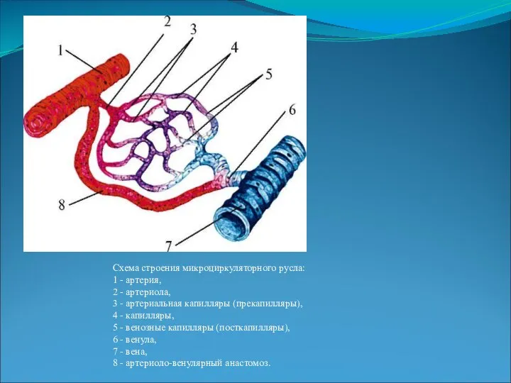 Схема строения микроциркуляторного русла: 1 - артерия, 2 - артериола, 3 -