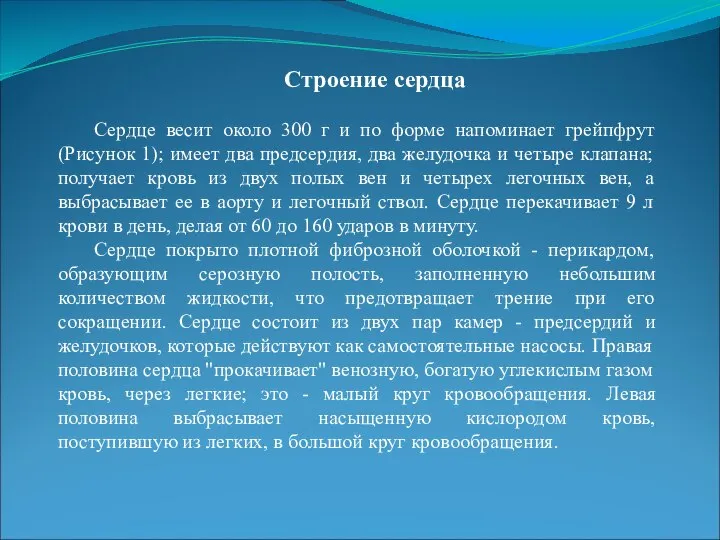 Строение сердца Сердце весит около 300 г и по форме напоминает грейпфрут