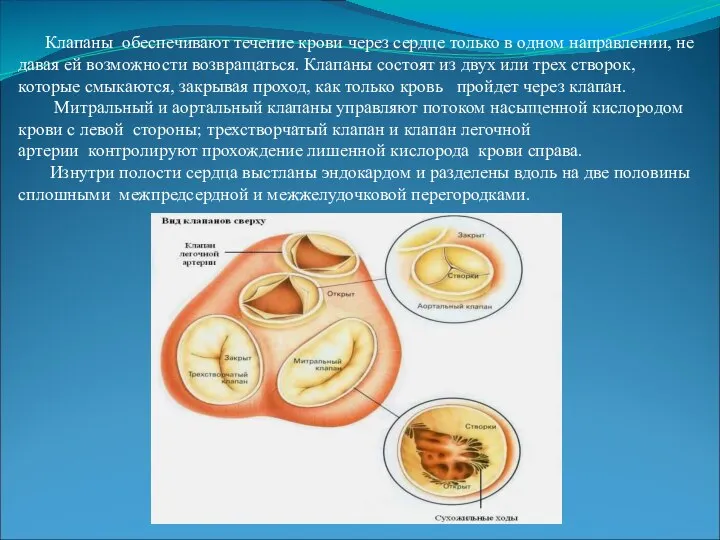 Клапаны обеспечивают течение крови через сердце только в одном направлении, не давая