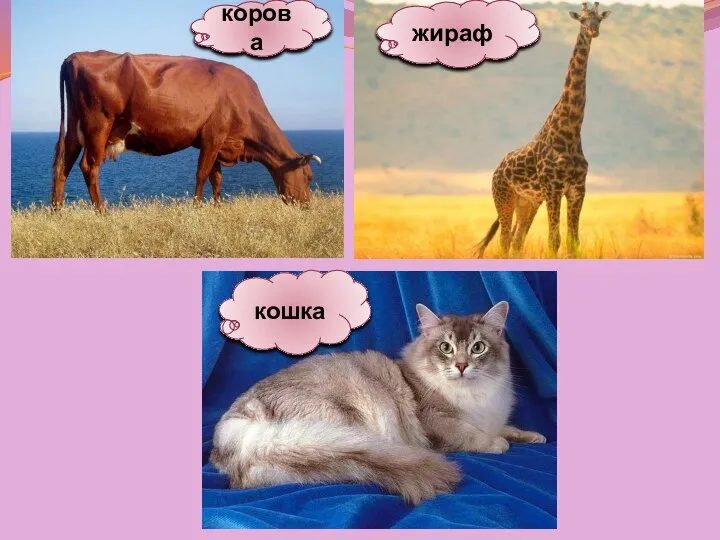 корова кошка жираф
