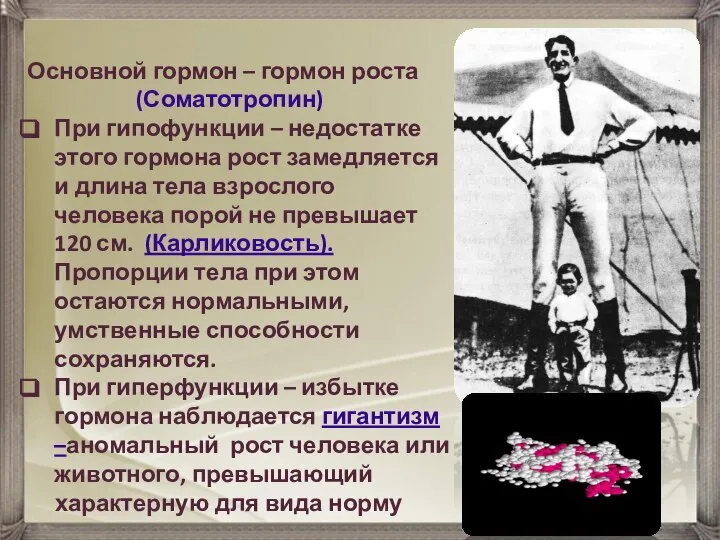 Основной гормон – гормон роста (Соматотропин) При гипофункции – недостатке этого гормона