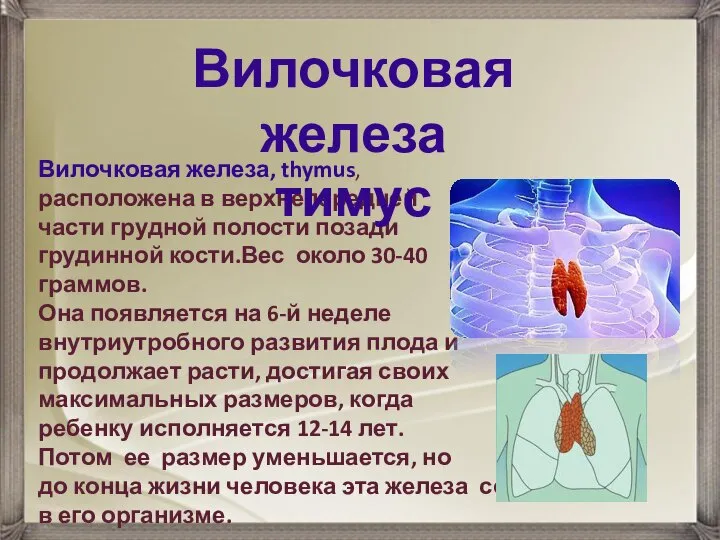 Вилочковая железа, thymus, расположена в верхнепередней части грудной полости позади грудинной кости.Вес