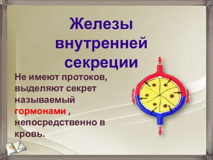 Железы внутренней секреции Не имеют протоков, выделяют секрет называемый гормонами , непосредственно в кровь.