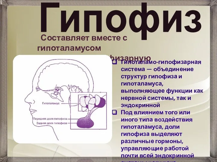 Гипофиз Составляет вместе с гипоталамусом гипоталамо-гипофизарную систему. Гипоталамо-гипофизарная система — объединение структур