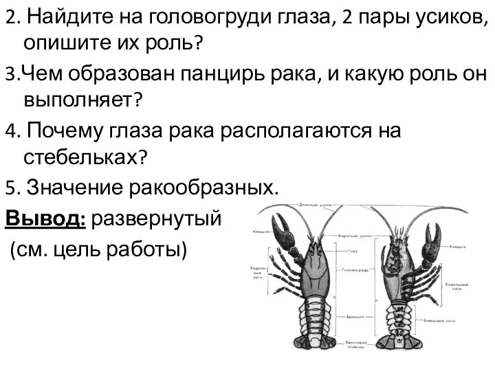 2. Найдите на головогруди глаза, 2 пары усиков, опишите их роль? 3.Чем