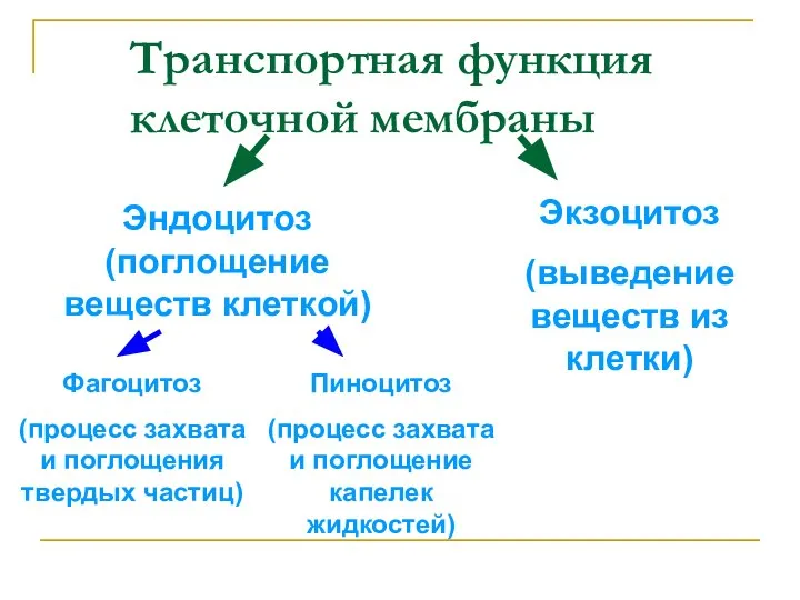 Транспортная функция клеточной мембраны Эндоцитоз (поглощение веществ клеткой) Экзоцитоз (выведение веществ из