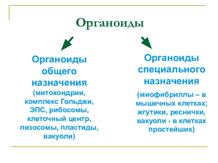 Органоиды Органоиды общего назначения (митохондрии, комплекс Гольджи, ЭПС, рибосомы, клеточный центр, лизосомы,