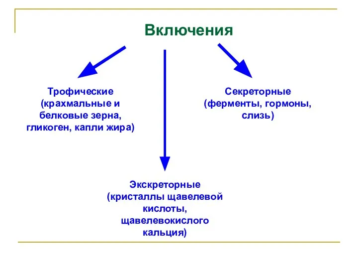 Включения Секреторные (ферменты, гормоны, слизь) Трофические (крахмальные и белковые зерна, гликоген, капли