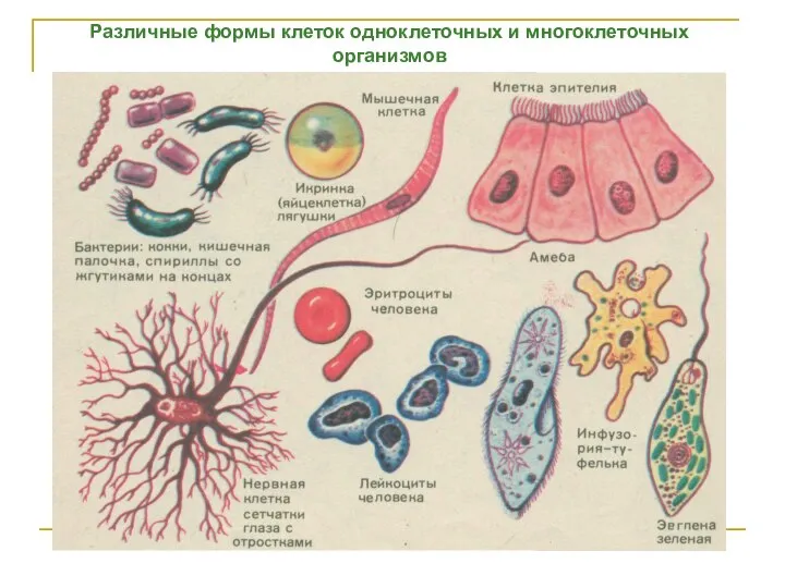 Различные формы клеток одноклеточных и многоклеточных организмов