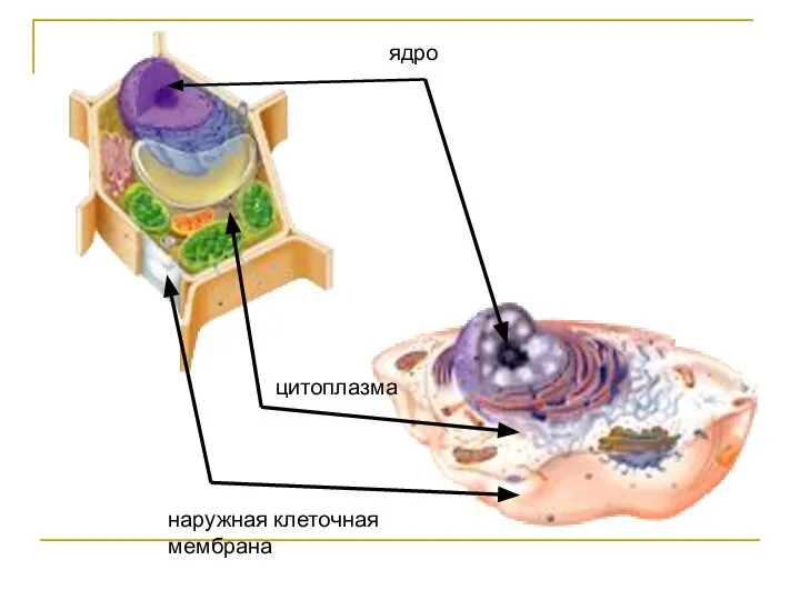 ядро цитоплазма наружная клеточная мембрана
