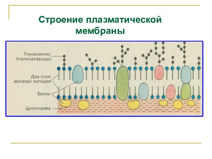 Строение плазматической мембраны