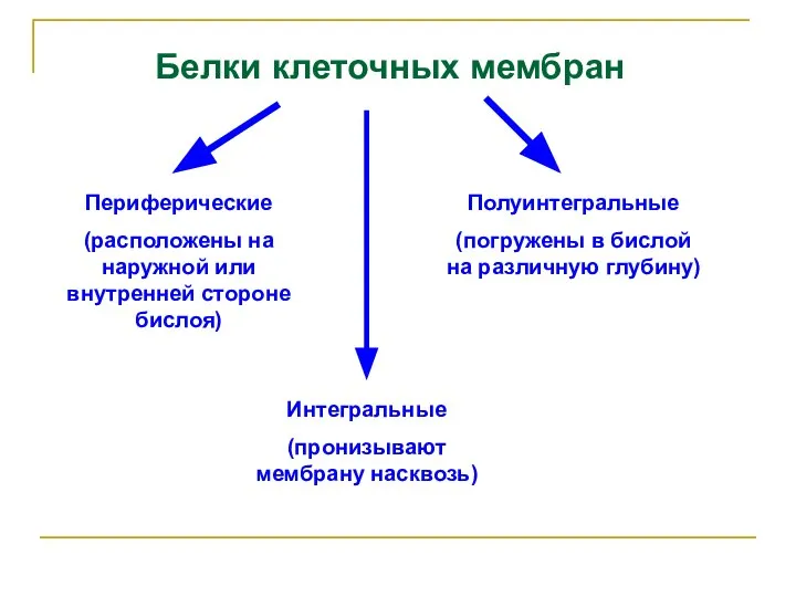 Белки клеточных мембран Полуинтегральные (погружены в бислой на различную глубину) Периферические (расположены