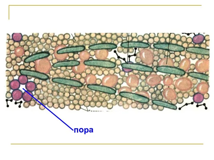 пора