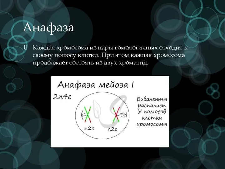 Анафаза Каждая хромосома из пары гомологичных отходит к своему полюсу клетки. При