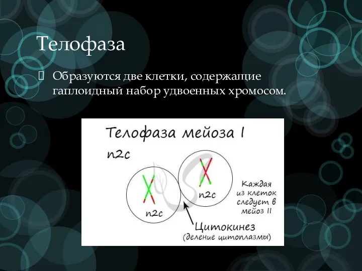 Телофаза Образуются две клетки, содержащие гаплоидный набор удвоенных хромосом.