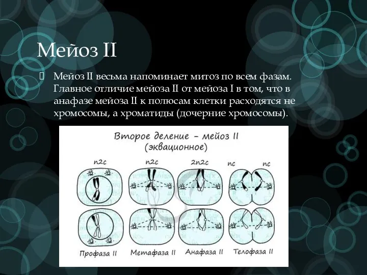 Мейоз II Мейоз II весьма напоминает митоз по всем фазам. Главное отличие