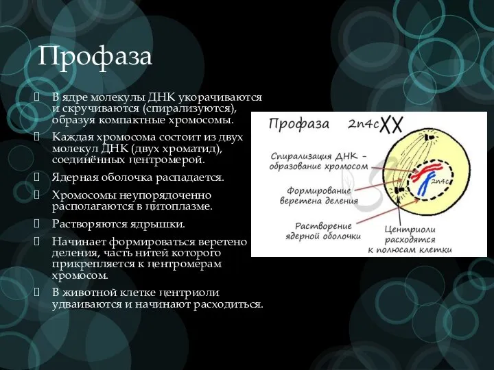 Профаза В ядре молекулы ДНК укорачиваются и скручиваются (спирализуются), образуя компактные хромосомы.