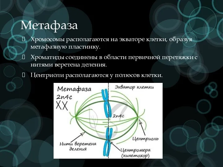 Метафаза Хромосомы располагаются на экваторе клетки, образуя метафазную пластинку. Хроматиды соединены в