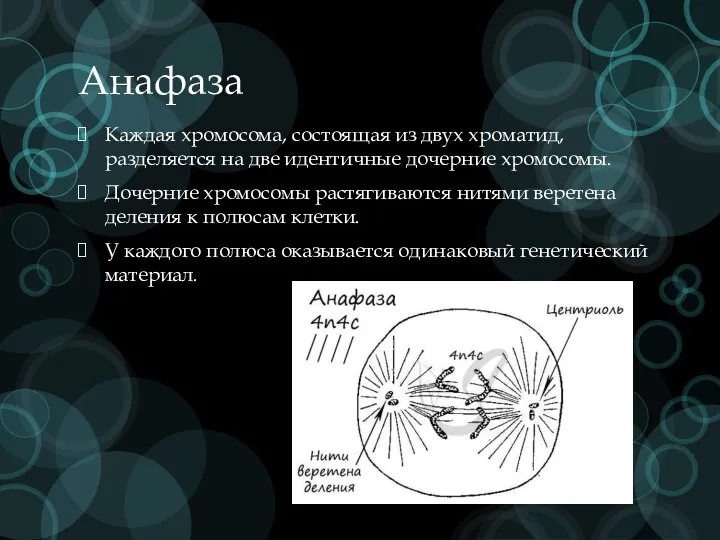 Анафаза Каждая хромосома, состоящая из двух хроматид, разделяется на две идентичные дочерние